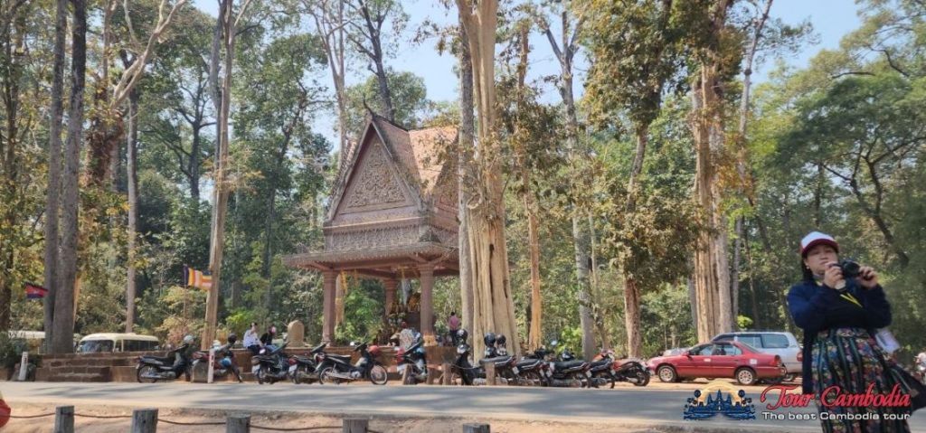 Rừng cây cổ thụ trong quần thể Angkor